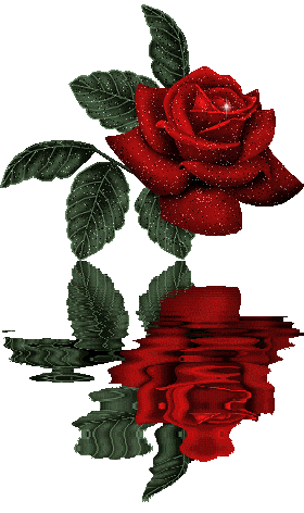 le reflet de la rose