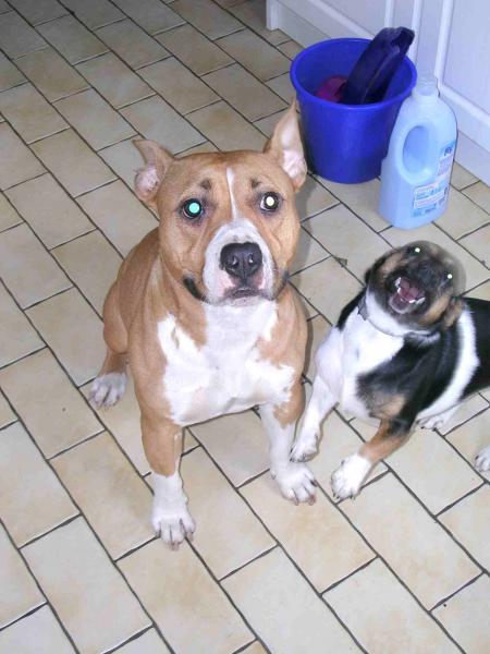mes deux chiennes kaya et tina
